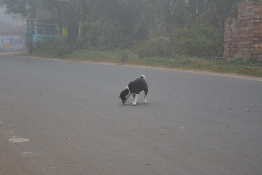 Morning Mist Over the Fields